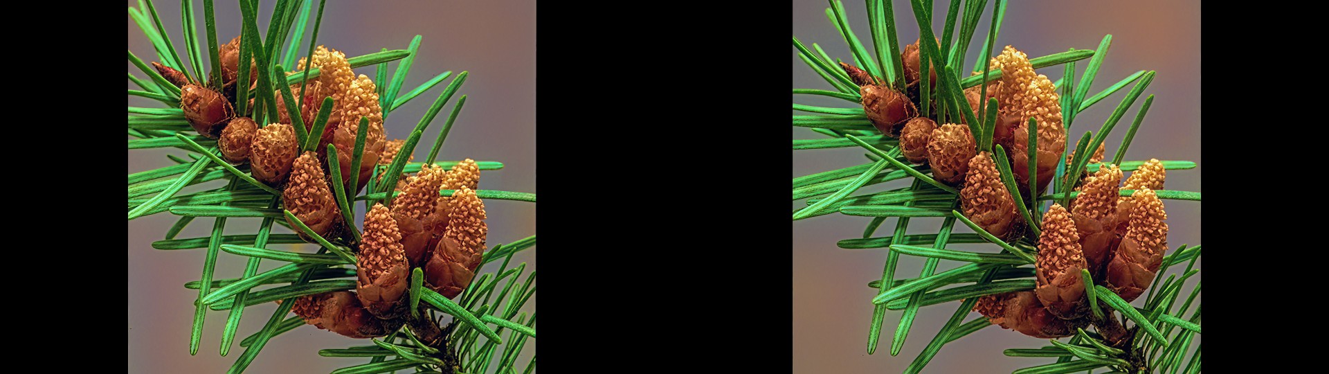 Pollen Cones
